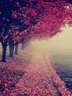 Herbstweg mit Rosa Blättern