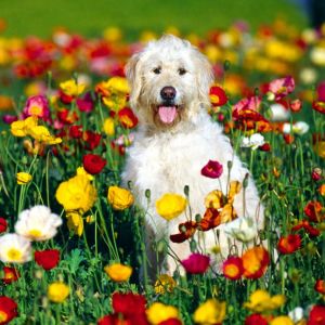 Süßer Hund im Blumenfeld