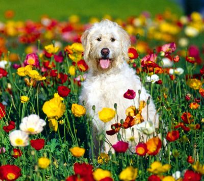 Süßer Hund im Blumenfeld