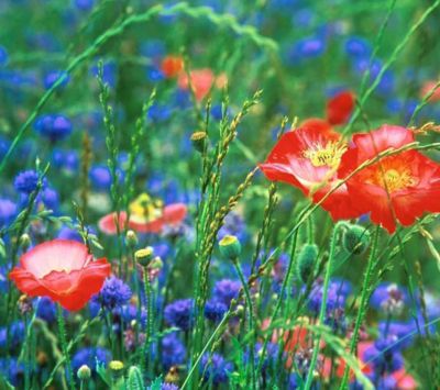 Lebendiges Wildblumenfeld