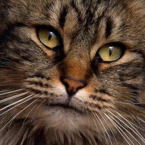 Majestätische Katze Nahaufnahme