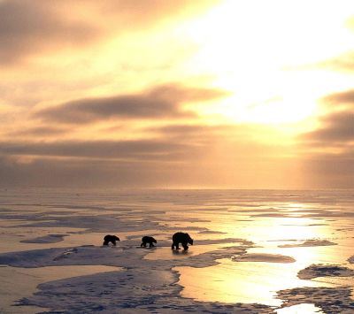 Eisbären bei Sonnenuntergang