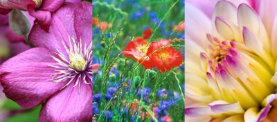 Bunte Blumen Sammlung