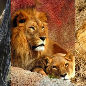 Majestätische Löwen und ihre Jungen