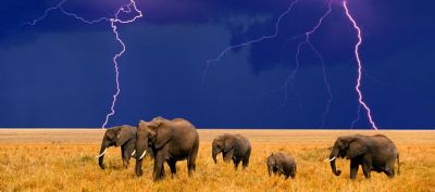 Elefanten im Gewitter