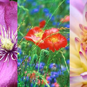 Bunte Blumen Sammlung