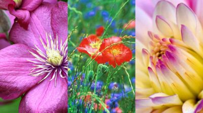 Bunte Blumen Sammlung