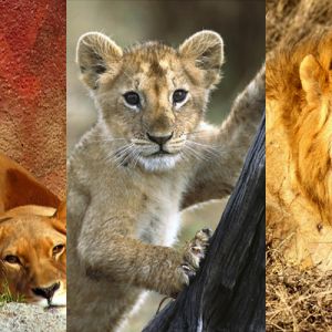 Majestätische Löwen und Jungtier