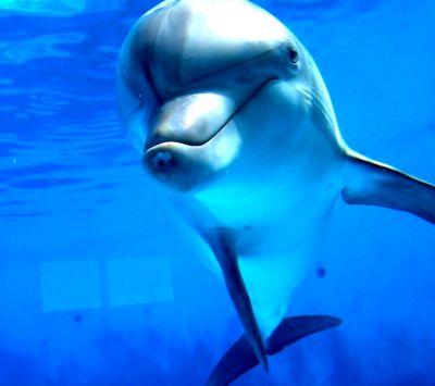 Lächelnder Delfin Unter Wasser