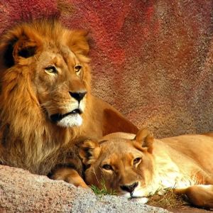 Majestätische Löwen in der Natur