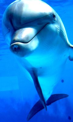 Lächelnder Delfin unter Wasser