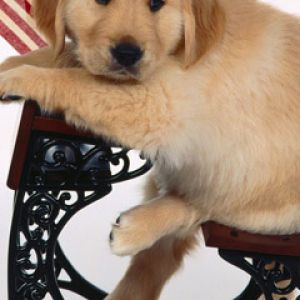 Süßer Golden Retriever Welpe
