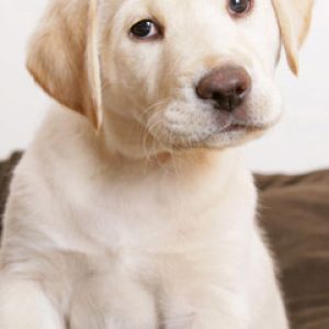 Niedlicher Labrador Welpe