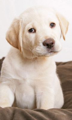 Niedlicher Labrador Welpe