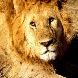 Majestätischer Löwe in der Natur