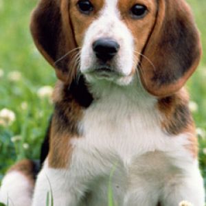 Niedlicher Beagle Welpe