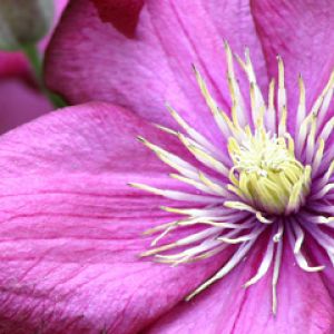 Lebendige Rosa Blume