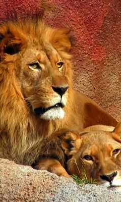 Majestätische Löwen in der Natur