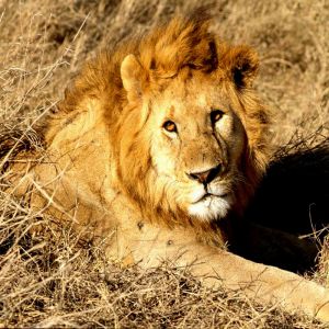 Majestätischer Löwe in der Natur