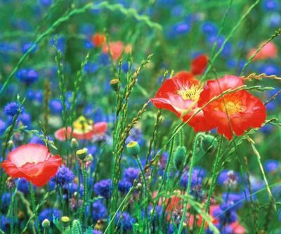 Lebendige Wildblumenwiese