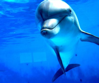 Verspielter Delfin Unter Wasser