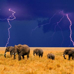 Elefanten im Gewitter