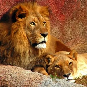 Majestätische Löwen, die Zusammen Ruhen