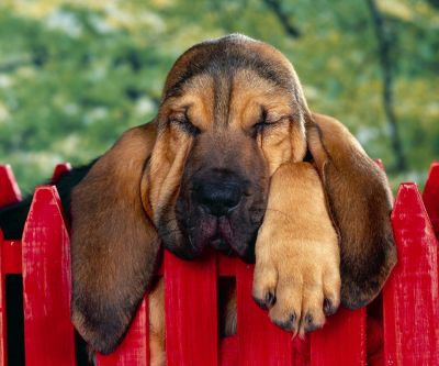 Süßer Schlafender Hund