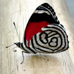 Bunter Schmetterling mit Einzigartigen Mustern