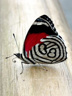 Bunter Schmetterling mit Einzigartigen Mustern
