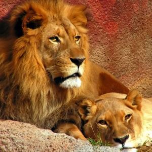 Majestätische Löwen in der Natur