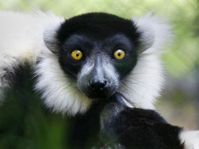 Lemur mit Auffälligen Augen
