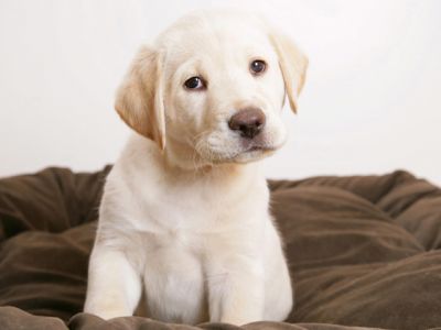 Niedlicher Labrador Welpe