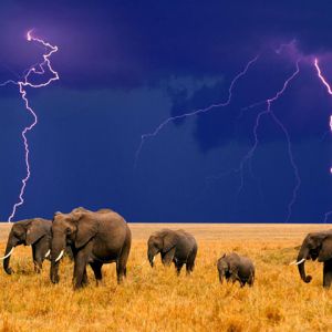 Elefanten im Gewitter