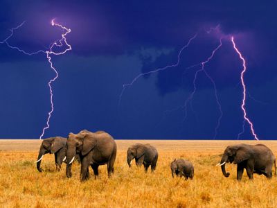 Elefanten im Gewitter
