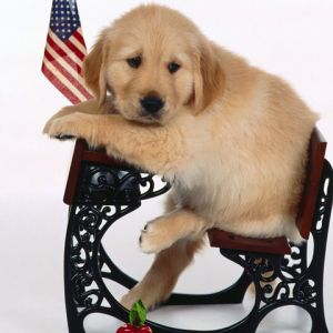 Niedlicher Golden Retriever Welpe