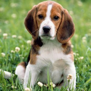 Niedlicher Beagle Welpe