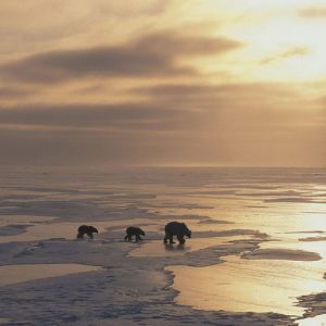 Eisbären bei Sonnenuntergang