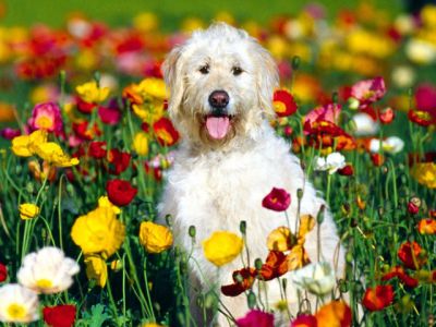 Süßer Hund im Blumenfeld