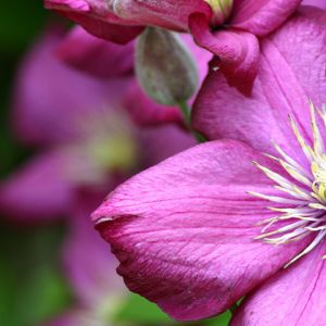 Lebendige Rosa Blume