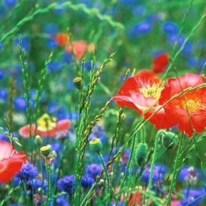 Lebendiges Wildblumenfeld