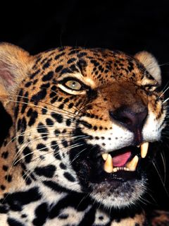 Majestätischer Leopard Nahaufnahme