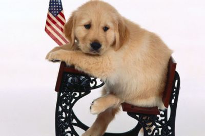 Süßer Golden Retriever Welpe