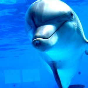 Verspielter Delfin Unter Wasser