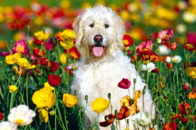 Glücklicher Hund im Blumenfeld