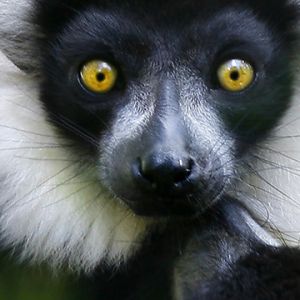 Lemur mit Auffälligen Gelben Augen