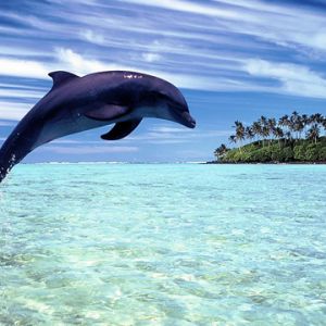 Delfin springt im klaren Wasser