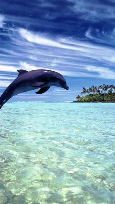 Delfin springt im klaren Wasser