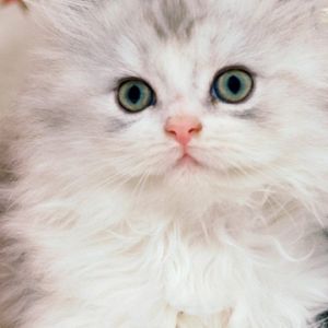 Flauschiges weißes Kätzchen