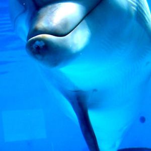 Lächelnder Delfin Unter Wasser